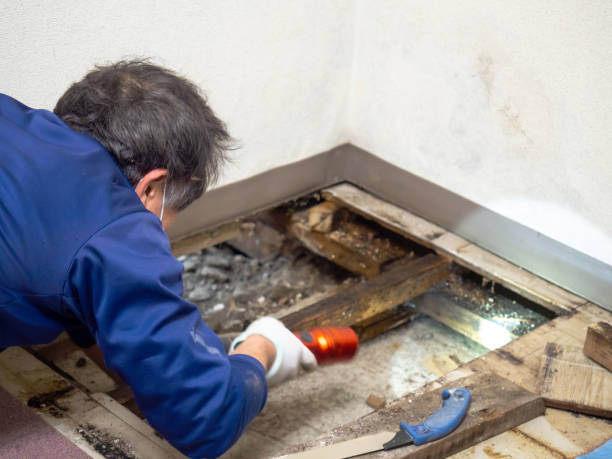 Best Local Mold Removal Service  in Marseles, IL