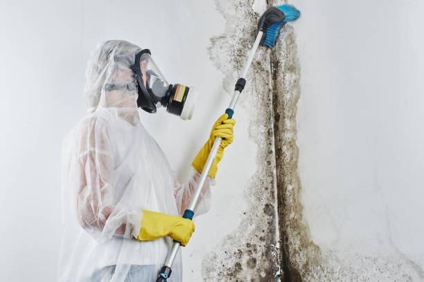 Best Mold Cleaning Services  in Marseles, IL