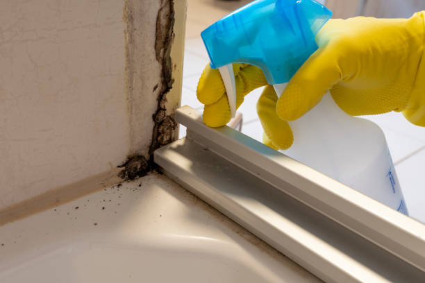 Best Commercial Mold Removal  in Marseles, IL