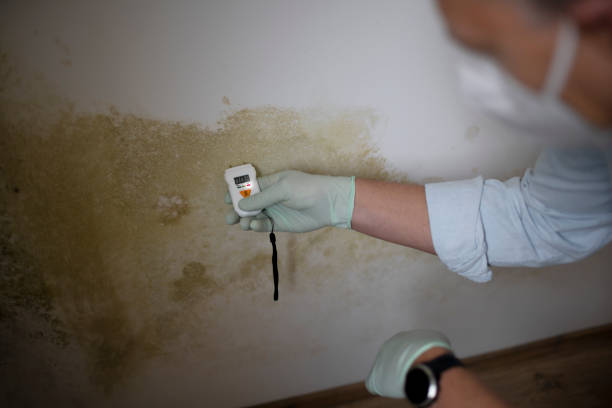 Best Toxic Mold Removal  in Marseles, IL