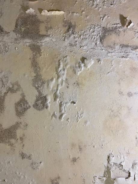 Best Attic Mold Removal  in Marseles, IL