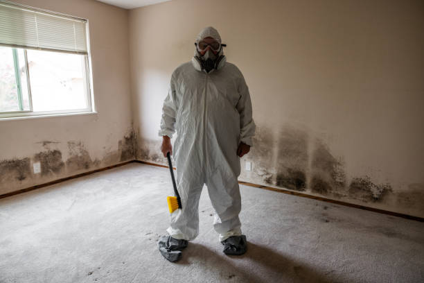 Best Black Mold Removal  in Marseles, IL