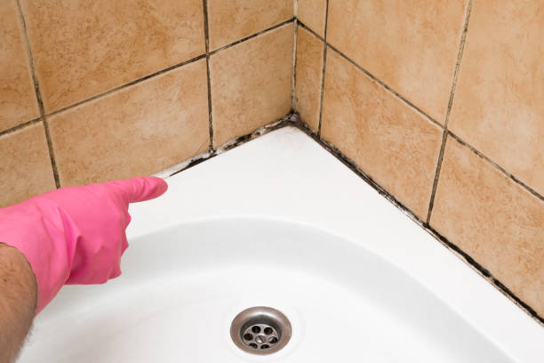 Best Attic Mold Removal  in Marseles, IL