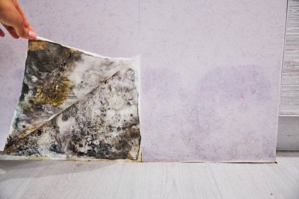 Best Certified Mold Removal  in Marseles, IL